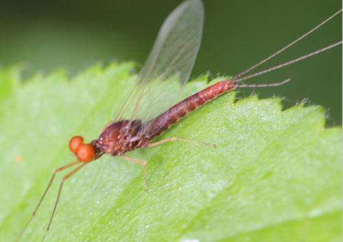 Serratella ignita